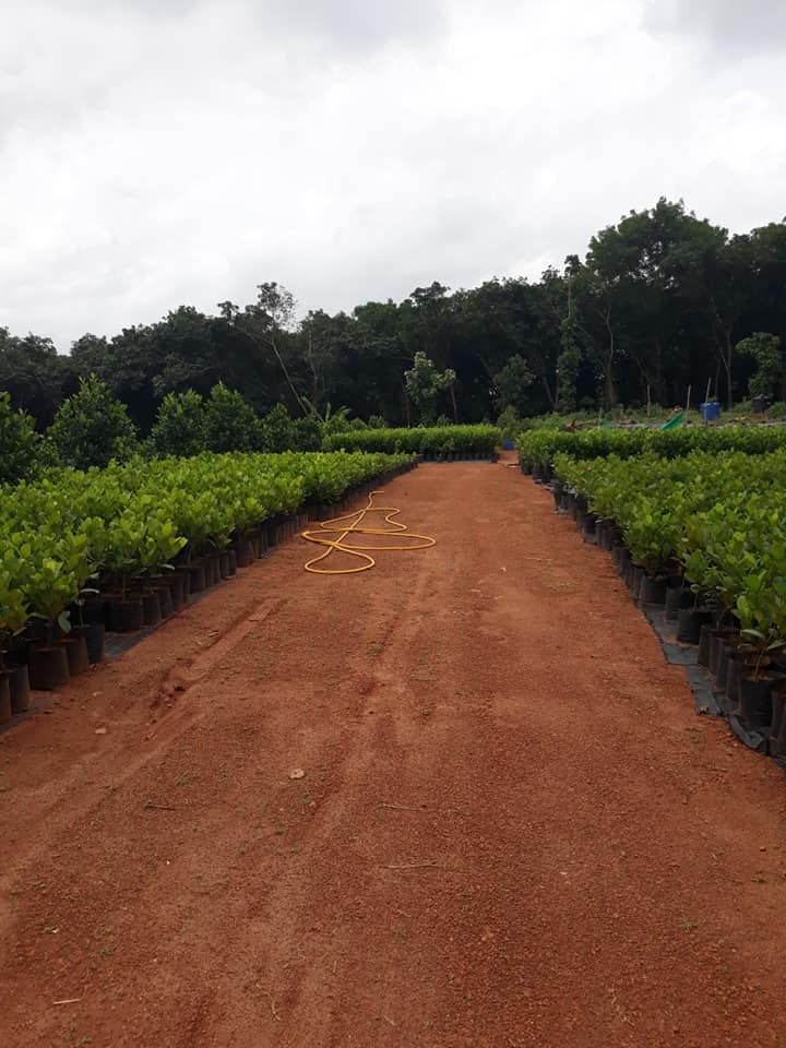 Ayur Jack nursery
