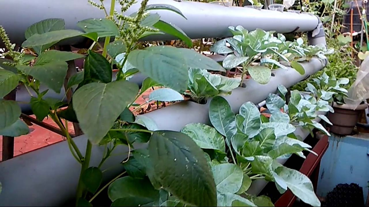 Vertical Aquaponics at Abu Haji's house Vertical Aquaponics at Abu Haji's house