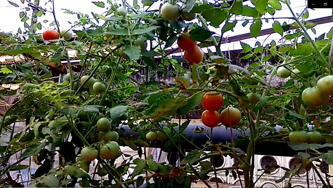 Organic Tomatoes at Vertical aquaponics by Abu Haji Organic Tomatoes at Vertical aquaponics by Abu Haji