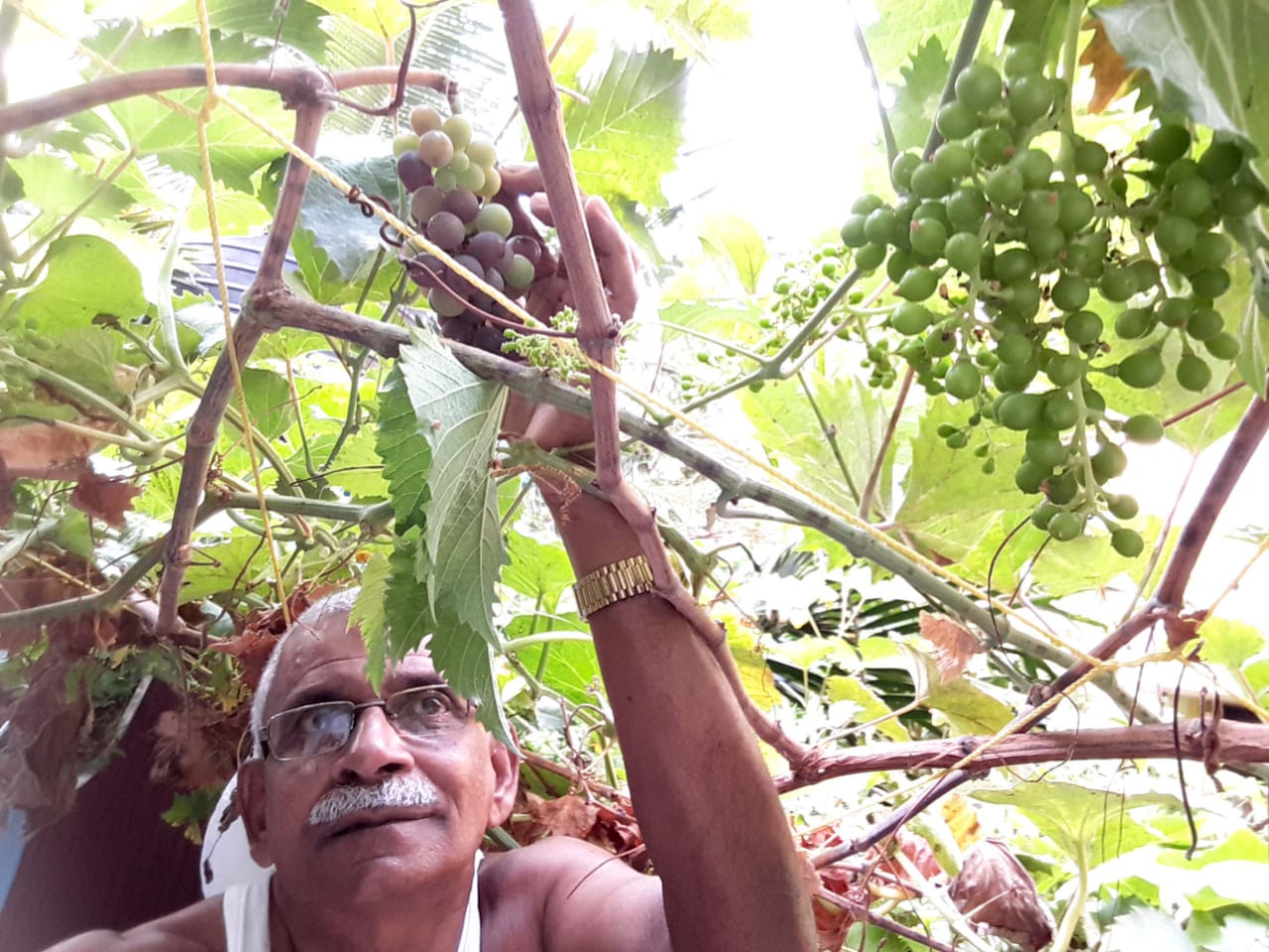 Abu Haji has grown organic grapes in his home Abu Haji has grown organic grapes in his home