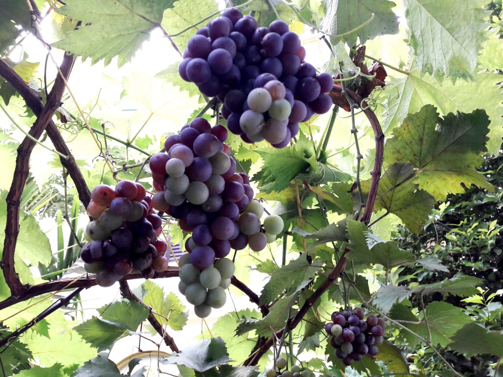Organic Grapes grown in Ahmed Haji's house Organic Grapes grown in Ahmed Haji's house