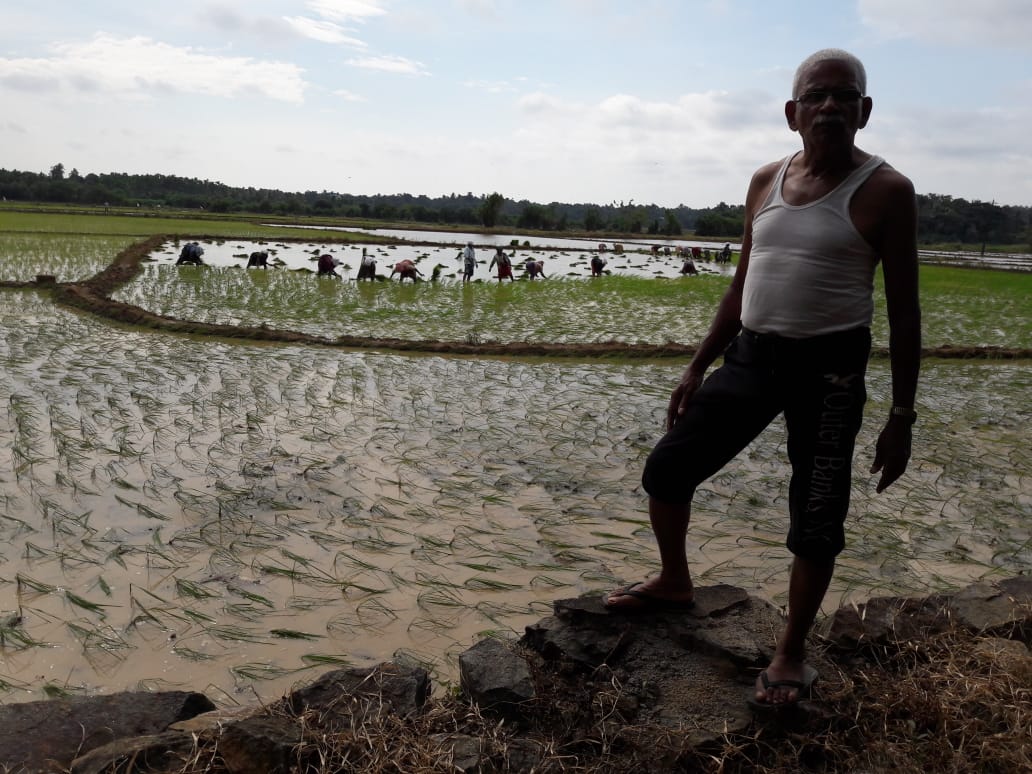 Abu Haaji oversees paddy cultivation Abu Haaji oversees paddy cultivation