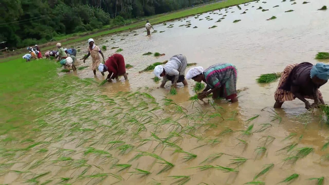 Paddy being plated in 150 acres in Vengara, Malappuram Paddy being plated in 150 acres in Vengara, Malappuram