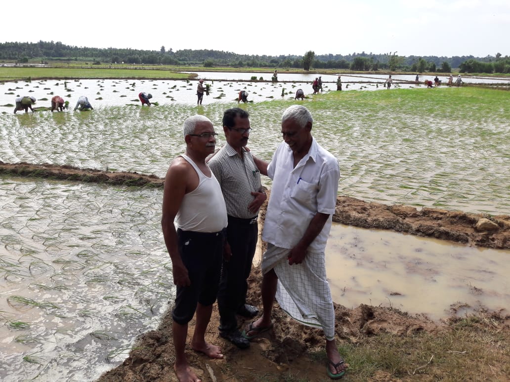 Organic paddy cultivation at Vengara Organic paddy cultivation at Vengara