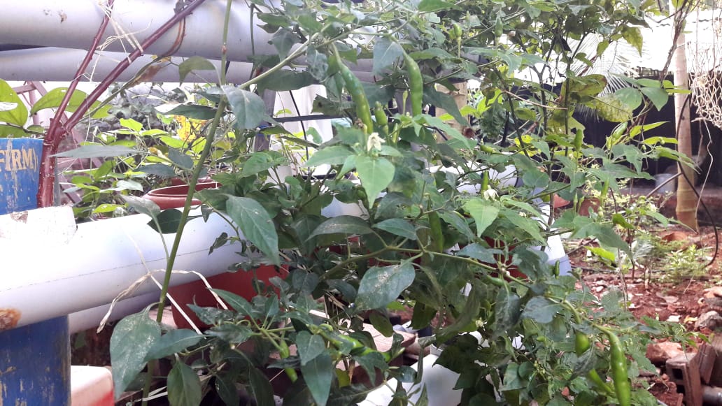 Vertical aquaponics by Abu Haji Vertical aquaponics by Abu Haji