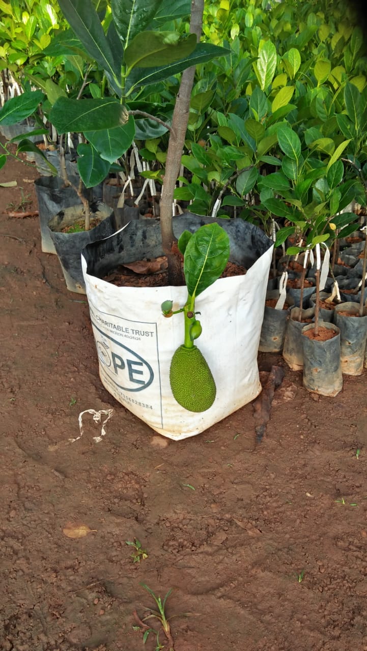 Rare native variety of jack fruit Rare native variety of jack fruit
