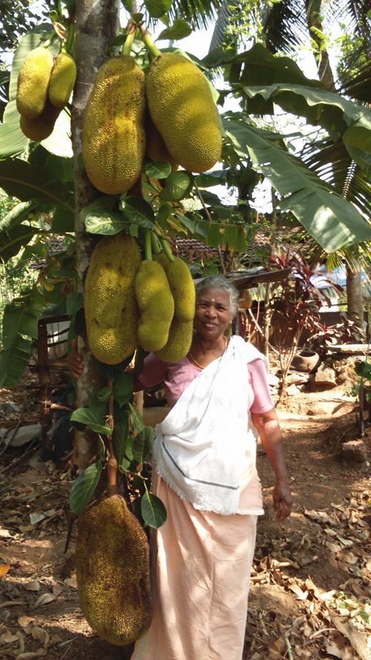 Saraswathi Ammal, mother of Jack Anil is an expert in making ethnic jack fruit dishes Saraswathi Ammal, mother of Jack Anil is an expert in making ethnic jack fruit dishes