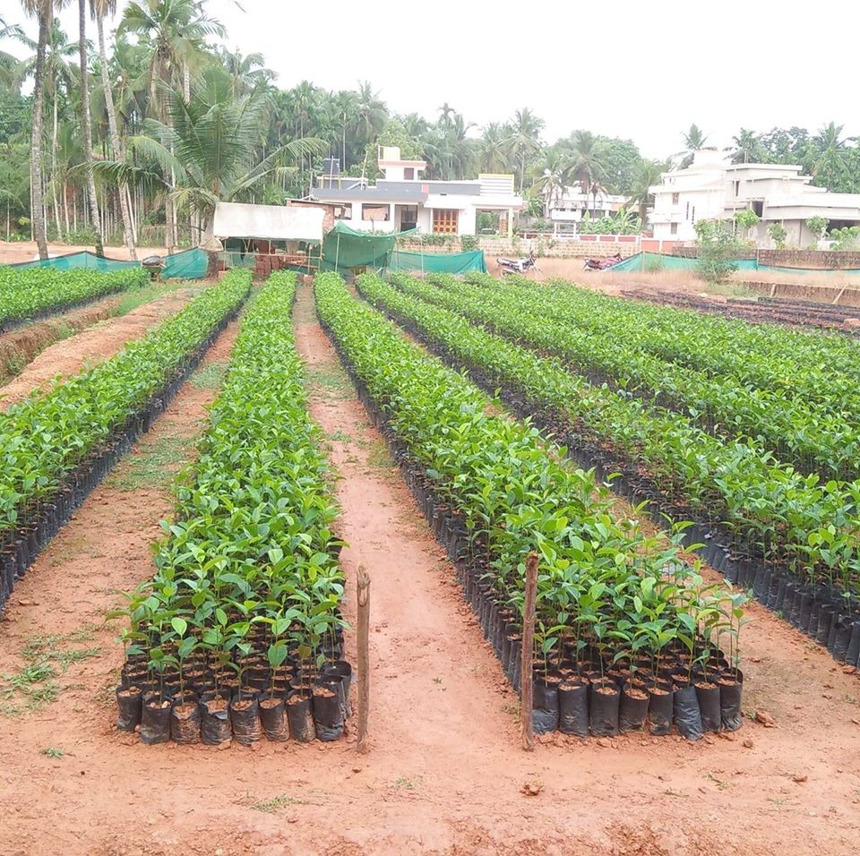 India's first Jack fruit nursery in Puttur, Dakshin Kannada, Karnataka India's first Jack fruit nursery in Puttur, Dakshin Kannada, Karnataka