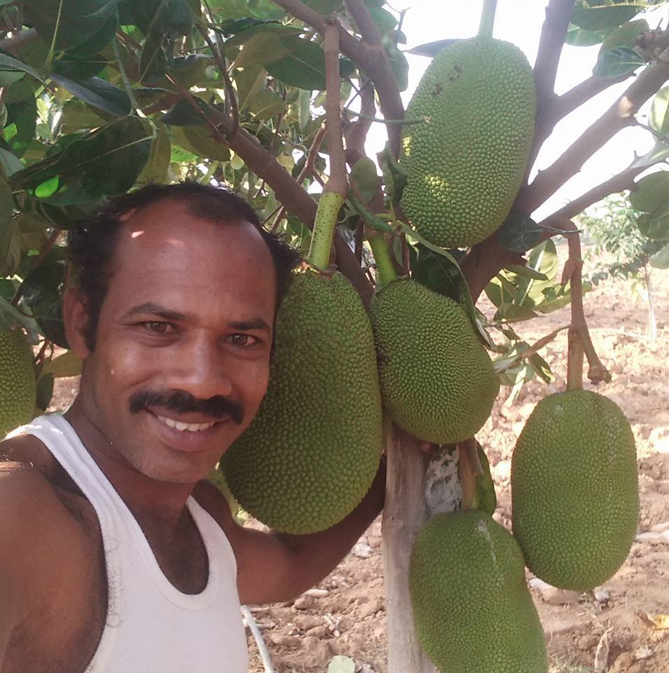 Jack Anil in his jack fruit farm Jack Anil in his jack fruit farm