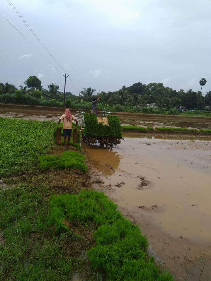 Swaroop is farming rare Kerala rice varieties organically Swaroop is farming rare Kerala rice varieties organically