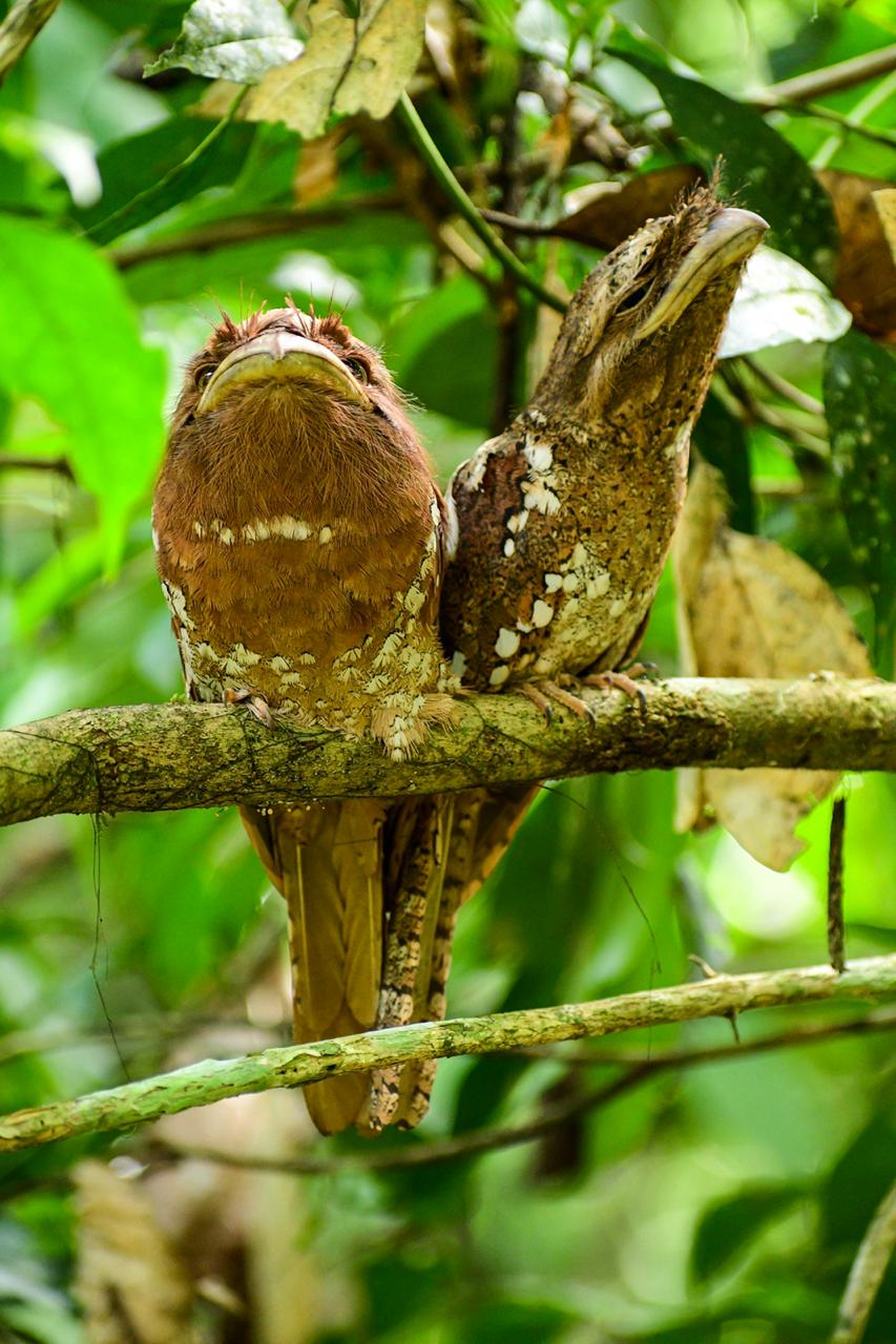 Srilanka Frogmouth/ Ceylon Frogmouth, a rare spotting from Thattekkad Dr Salim Ali Bird Sanctuary Srilanka Frogmouth/ Ceylon Frogmouth, a rare spotting from Thattekkad Dr Salim Ali Bird Sanctuary