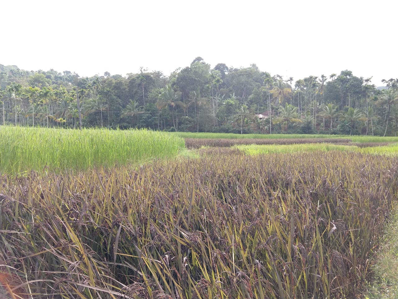 Organic Black rice farm in Wayanad Organic Black rice farm in Wayanad