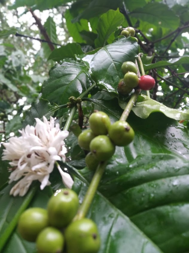 Coffee plant in bloom Coffee plantation in Kerala