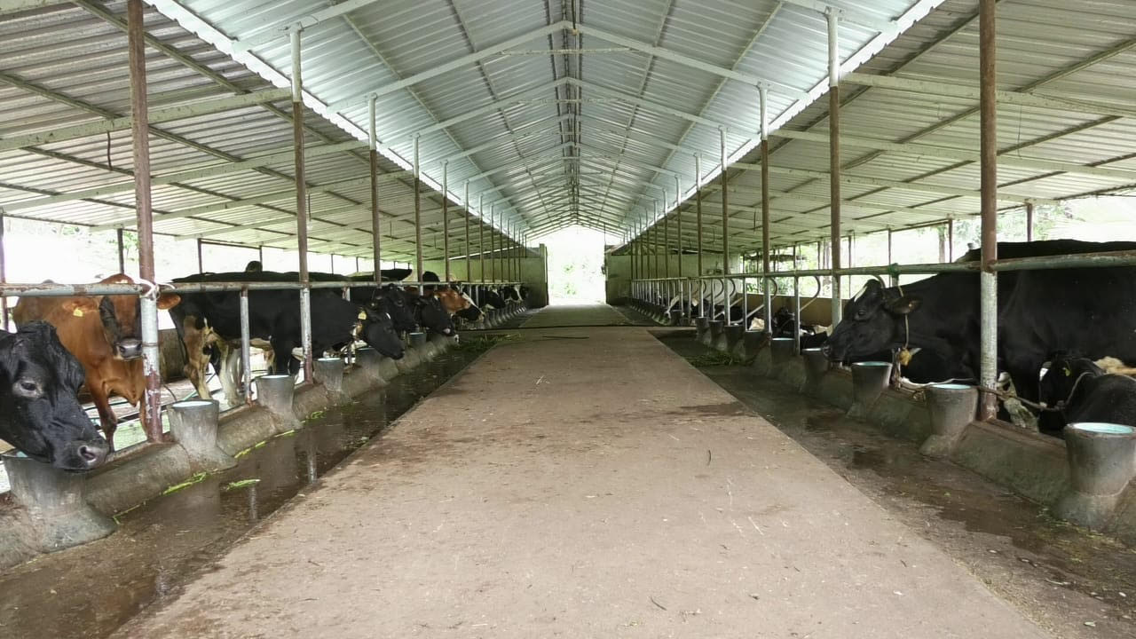 Thampi is planning to expand his dairy farm Fully mechanized dairy farm