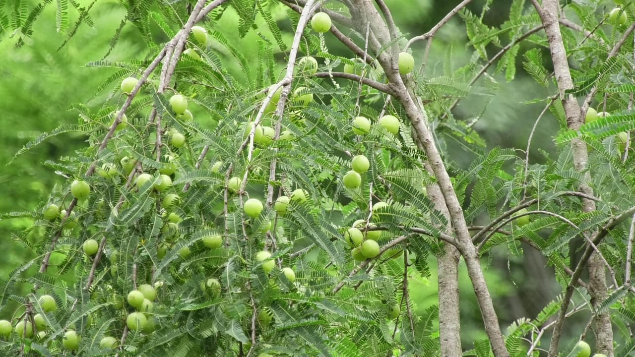 Gooseberry /Amla Gooseberry